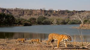 Rajasthan - Ranthambore Tiger Reserve Tour Packages